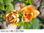 Лилия азиатская махровая "Эйприкот Фадж" (Lilium asiatic Apricot Fudge) крупным планом. Вид сверху. Стоковое фото, фотограф Елена Коромыслова / Фотобанк Лори