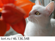 Белоснежная кошка и алый цветок. Белый кот смотрит на цветы. Киска белого цвета и лепестки цветов. Стоковое фото, фотограф Sergey Starostin / Фотобанк Лори