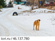 Лающая собака на заснеженной дороге. Стоковое фото, фотограф Илья Старков / Фотобанк Лори