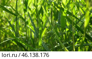 Juicy bright green grass in sunlight. Close up. Green lawn background. The texture of new grass growing in a field. Meadow on warm sunset or sunrise time. Tranquil nature scene. Golden hour. Greenery. Стоковое видео, видеограф Марина Демидюк / Фотобанк Лори