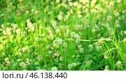 Trifolium pratense. White clover flowers in the meadow. Flowered clover and Poa annua, annual meadow green grass on the lawn in summer sunlight sunshine. Blossoming. Honey bee. Flowering trefoil field. Стоковое видео, видеограф Марина Демидюк / Фотобанк Лори