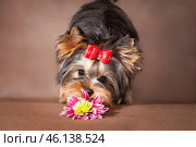 Yorkshire Terrier dog sniffs a purple flower. Стоковое фото, фотограф Екатерина Горохова / Фотобанк Лори
