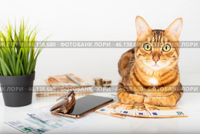 Domestic cat checks his bills at home and counts money. Стоковое фото, фотограф Светлана Султанаева / Фотобанк Лори