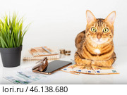 Domestic cat checks his bills at home and counts money. Стоковое фото, фотограф Светлана Султанаева / Фотобанк Лори