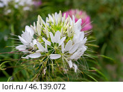White flowering cleome. tropical flowers with lush blooms and leaves. Стоковое фото, фотограф Коханова Наталья / Фотобанк Лори