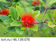 Red flowering Xanthostemon youngii tropical flowers with lush blooms and leaves. Стоковое фото, фотограф Коханова Наталья / Фотобанк Лори