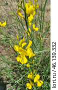 Spartium junceum shrub, known as Spanish gorse. This is an ornamental plant with bright yellow flowers, which is common in the Mediterranean, Crimea, the Caucasus and the southern regions of Europe. Стоковое AI-изображение, AI-художник Анна Кривицкая / Фотобанк Лори
