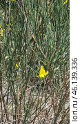Spartium junceum shrub, known as Spanish gorse. This is an ornamental plant with bright yellow flowers, which is common in the Mediterranean, Crimea, the Caucasus and the southern regions of Europe. Стоковое AI-изображение, AI-художник Анна Кривицкая / Фотобанк Лори