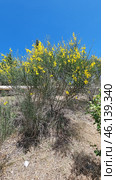 The shrub with yellow flowers resembles Spanish gorse (Spartium junceum), which is widespread in the Mediterranean, Crimea, the Caucasus and southern Europe. It is known for its resistance to drought and is often found on slopes, rocky soils and in dry steppes. Стоковое AI-изображение, AI-художник Анна Кривицкая / Фотобанк Лори