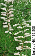 A flowering plant with pinkish-white inflorescences in the form of long panicles. The flowers are small, collected in dense racemose inflorescences, the leaves are small, similar to pine needles.Most likely, this plant belongs to the genus Tamarix, also known as the Comb. This shrub or small tree is often found in arid and brackish areas, including in the south of Russia, in Crimea, Central Asia and the Mediterranean. It is unpretentious, resistant to drought and salt, often used in landscape design and landscaping. Стоковое фото, фотограф Анна Кривицкая / Фотобанк Лори