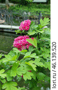 Ornamental hawthorn (Crataegus laevigata 'Paul's Scarlet'), distinguished by bright double flowers of a rich pink hue. The flowers are collected in lush inflorescences, giving the bush an elegant and attractive appearance. The leaves are dark green, slightly glossy and have a characteristic three-lobed shape.This variety of hawthorn is widely used in ornamental landscaping due to its abundant flowering and unpretentiousness. Most often, it can be found in city parks, gardens and alleys. In addition to its beauty, the plant is resistant to frost and polluted air, which makes it popular for landscape design. Стоковое фото, фотограф Анна Кривицкая / Фотобанк Лори