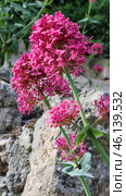 The plant Centranthus ruber, also known as red valerian. Стоковое фото, фотограф Анна Кривицкая / Фотобанк Лори