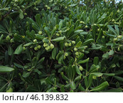 Pittosporum tobira is a species of sweet-smelling flowering plant in the pittosporum family Pittosporaceae, Australian laurel, Japanese pittosporum, mock orange and Japanese cheesewood. Стоковое фото, фотограф Юлия Петровская / Фотобанк Лори