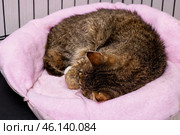 A cute cat is curled up snugly on a soft pink blanket. Стоковое фото, фотограф Аксенова Вера / Фотобанк Лори