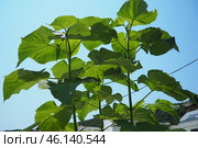 Paulownia is a genus of seven to 17 species of fast growing hardwood trees in family Paulowniaceae, the order Lamiales. The genus and family are native to east Asia and are widespread. Princess tree. Стоковое фото, фотограф Юлия Петровская / Фотобанк Лори