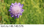 Field scabious, macro, shallow depth of field. Стоковое видео, видеограф Татьяна Лобанова / Фотобанк Лори