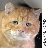 A ginger cat with expressive green eyes and a drooping, slightly sad look. His ears are damaged and have rough edges, which may indicate a difficult life on the street or past injuries. Thick ginger fur with white spots on the chin and whiskers emphasizes his age and experience. The whiskers are long, slightly curved. The expression on the face creates a feeling of calm, wisdom and trials. Стоковое фото, фотограф Анна Кривицкая / Фотобанк Лори