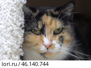 A green-eyed, calico cat staring at the camera. She has an unusual spotted coat, with black, red, and white mixed in a chaotic pattern. Her pink nose and long white whiskers accentuate her expressive face. She peeks out from a secluded spot, perhaps a house or a cozy corner, giving the impression of alertness and secrecy. Стоковое фото, фотограф Анна Кривицкая / Фотобанк Лори