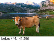 Cow of the Asturian mountain breed sits on a meadow in a national park at dawn. Стоковое фото, фотограф Татьяна Яцевич / Фотобанк Лори