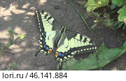 Бабочка Махаон Papilio machaon. Стоковое видео, видеограф Александр Мамонтов / Фотобанк Лори