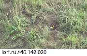 Щурка золотистая Merops apiaster у своей норки. Стоковое видео, видеограф Александр Мамонтов / Фотобанк Лори