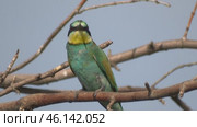 Щурка золотистая Merops apiaster на ветке дерева. Стоковое видео, видеограф Александр Мамонтов / Фотобанк Лори