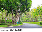Chatuchak City Park in Bangkok, Thailand. Path and trees with powerful roots (2024 год). Стоковое фото, фотограф Коханова Наталья / Фотобанк Лори
