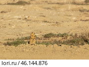 Speckled ground squirrel. Spermophilus suslicus. Wild animal in spring. Стоковое фото, фотограф Ольга Гордеева / Фотобанк Лори