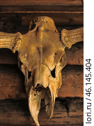 A close-up of the skull of a large horned animal, probably a bull or aurochs, is captured. The skull is mounted on a wooden wall, creating the atmosphere of an ancient hunting lodge or shamanic sanctuary. Its cracked surface, worn horns and natural damage give it an ambience of time and mysticism.The background of log walls enhances the primitive effect, recalling ancient traditions of decorating houses, protection from evil spirits or war trophies. Such an image can be found in ethnographic museums, village dwellings or reconstructions of ancient settlements. Стоковое фото, фотограф Анна Кривицкая / Фотобанк Лори