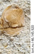 A close-up of a rock formation containing fossilized shells of ancient marine organisms. The central feature of the image is a large fossilized mollusk or coral with a spiral or rosette-like structure. Surrounding it are numerous smaller fossilized shells of various shapes, including spiral, rounded, and segmented structures.The rock is likely a fossilized limestone or conglomerate that formed millions of years ago on the bottom of an ancient sea. Such finds are common in areas where ancient oceans or lagoons once stood. Стоковое фото, фотограф Анна Кривицкая / Фотобанк Лори