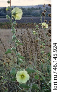 Rural landscape with wild flowers in the foreground. The main subject of the frame is yellow mallow flowers (hollyhock), growing among dried stems and seed pods. The flowers look delicate and translucent against the background of evening or morning light.In the background you can see a cultivated field, thickets of bushes and trees, and hills rising in the distance. This could be a typical steppe or agricultural landscape, characteristic of the southern regions of Russia, Ukraine or Kazakhstan. Nature here seems wild, but at the same time there are cultivated lands nearby, indicating human intervention. Стоковое фото, фотограф Анна Кривицкая / Фотобанк Лори