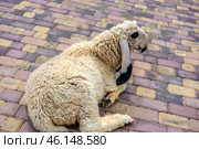 An unusual breed of sheep lying on a paved path in the Taigan Park. It has thick white wool and long, drooping ears with black markings. The sheep looks relaxed and is probably part of a petting zoo available to visitors.The background is made up of colored paving stones, which creates a well-kept appearance of the territory. In the Taigan Park, you can find not only predatory animals such as lions and tigers, but also domestic and exotic animals such as camels, sheep, goats and others.This photo emphasizes the atmosphere of freedom for the animals in the park and the convenience for visitors, who can observe and interact with them in a comfortable environment. Стоковое фото, фотограф Анна Кривицкая / Фотобанк Лори