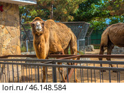 A two-humped camel in the Taigan Lion Park, located in Crimea. The animal stands in its enclosure, slightly tilting its head and looking straight at the camera, creating an impression of friendliness and curiosity. Its thick fur, typical of bacterians (two-humped camels), looks well-groomed. Another camel is visible in the background, as well as greenery and buildings typical of zoos.The Taigan Park is famous not only for its lions, but also for its variety of animals, including exotic species such as camels, zebras, ostriches and other representatives of wildlife. Стоковое фото, фотограф Анна Кривицкая / Фотобанк Лори