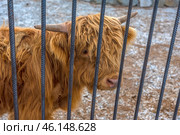 A Scottish Highland bull at Taigan Safari Park. This is a large animal with thick, long red hair that protects it from the cold. The bull is behind metal bars, indicating that it is kept in an enclosure. The horns are massive and curved, typical of this breed.The background includes gravel ground, which is typical for enclosures that provide easy care for the animals.Taigan Safari Park is the largest lion park in Europe, but in addition to the predators, you can also meet other animals here, including rare breeds of livestock, such as Scottish Highlands. Стоковое фото, фотограф Анна Кривицкая / Фотобанк Лори
