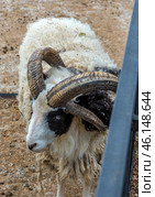 St. Jacob's sheep at the Taigan Zoo. This is a rare breed of sheep known for its four horns. The animal has thick black and white wool, slightly matted and covered with small pieces of hay. The sheep's eyes have a bluish tint, which gives it a unique look.The animal is in a fenced enclosure, which is typical for contact zoos and safari parks, where you can see rare species up close. The ground in the enclosure is dry and covered with sawdust and straw.This breed of sheep is one of the most ancient, its roots go back to South America and Africa. In the 1960s, it was on the verge of extinction, but thanks to enthusiasts, it was saved.The photo conveys the atmosphere of a safari zoo, where you can observe exotic animals and study their features. Стоковое фото, фотограф Анна Кривицкая / Фотобанк Лори