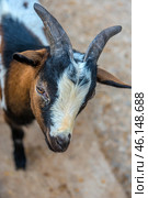 A horned goat, presumably from the petting zoo of the Taigan Lion Park. The animal has a spotted coat - black, white and brown spots adorn its fur. On its head are massive, slightly curved horns with a rough surface. The goat looks intently at the camera, creating a sense of curiosity and friendliness.The background is slightly blurred, but it is clear that the animal is on a hard surface, perhaps an enclosure or a paddock with a compacted surface. Judging by its facial expression and the position of its ears, it may be interested in visitors, perhaps expecting a treat. Стоковое фото, фотограф Анна Кривицкая / Фотобанк Лори