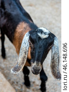 A goat with long, drooping ears, which probably belongs to the Nubian breed. Its characteristic features are its black-brown coat, a white spot on its forehead, and expressive eyes. The goat looks curious and friendly, slightly tilting its head towards the camera.The background is blurred, but it can be assumed that the animal is in the petting zoo of the Taigan Lion Park. The surface under the animal's feet is hard and probably compacted soil or concrete, which is typical for farm corners in zoos. Стоковое фото, фотограф Анна Кривицкая / Фотобанк Лори