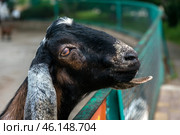 A goat with long, floppy ears standing near the fence of a pen. Judging by its appearance, it may be a representative of the Nubian breed, distinguished by a characteristic profile of the muzzle and large ears. The goat looks to the side, giving the impression of interest or expectation of food from visitors.The background is blurred, but it is clear that the animal is in a pen surrounded by a green metal fence. The atmosphere of the photo is reminiscent of a petting zoo or a farm corner at the Taigan Lion Park, where visitors can interact with domestic animals. Стоковое фото, фотограф Анна Кривицкая / Фотобанк Лори