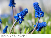 Мускари широколистный (лат. Мuscari latifolium Kirk) крупным планом. Стоковое фото, фотограф Елена Коромыслова / Фотобанк Лори