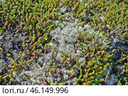 Тундровая растительность. Стоковое фото, фотограф Лариса Вишневская / Фотобанк Лори
