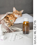 A sick cat lies on the couch, wrapped in a blanket. Bengal cat with flu or cold symptoms being treated at home. Стоковое фото, фотограф Светлана Султанаева / Фотобанк Лори