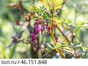 Vertical image of 'Gold Heart' bleeding heart. Lamprocapnos formerly Dicentra spectabilis. Стоковое фото, фотограф Ольга Сейфутдинова / Фотобанк Лори