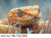 A close-up of a snake with an orange-gold coloration and unusual scale texture. Its eyes are vertically slitted, giving it a predatory and mysterious appearance. Small horny growths are visible on its head, which is typical for horned vipers or other desert snake species. The background is blurred, creating the effect of a macro photo in a natural environment, perhaps in dry grass or sandy expanses. Стоковое AI-изображение, AI-художник Анна Кривицкая / Фотобанк Лори