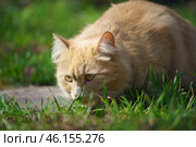 Пушистый дымчатый кот нюхает траву весной на улице города. Стоковое фото, фотограф YuryKara / Фотобанк Лори
