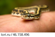 Snake on human skin close-up, detailed view of snake head and body, yellow and black pattern, reptile resting on arm, nature background, wildlife photography. Стоковое AI-изображение, AI-художник Павел Муравьев / Фотобанк Лори