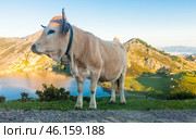 Cow of the Asturian mountain breed sits on a meadow in a national park at dawn. Стоковое фото, фотограф Татьяна Яцевич / Фотобанк Лори
