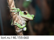 Исполинский веслоног летающая лягушка Rhacophorus dennysi самец сидит на канате в террариуме. Стоковое фото, фотограф Алиса Сокол / Фотобанк Лори