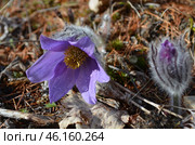 Прострел раскрытый (Pulsatilla patens L.), "Сон-трава" Стоковое фото, фотограф Мария Петрова / Фотобанк Лори