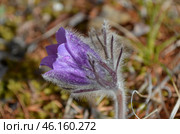 Прострел раскрытый (Pulsatilla patens L.), "Сон-трава" Стоковое фото, фотограф Мария Петрова / Фотобанк Лори
