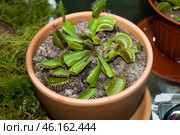 Насекомоядное растение венерина мухоловка Dionaea muscipula в бежевом цветочном горшке. Стоковое фото, фотограф Алиса Сокол / Фотобанк Лори